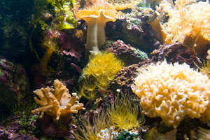 Scarborough Castle and Sealife Centre