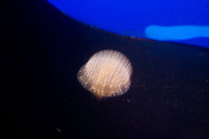 Scarborough Castle and Sealife Centre