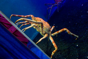 Scarborough Castle and Sealife Centre