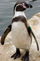 Scarborough Castle and Sealife Centre