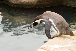 Scarborough Castle and Sealife Centre