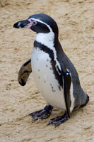 Scarborough Castle and Sealife Centre