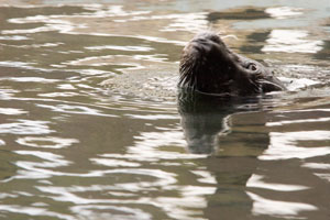 Scarborough Castle and Sealife Centre
