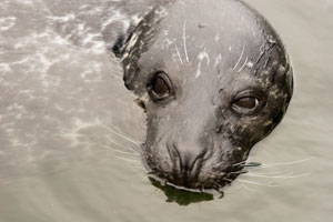 Scarborough Castle and Sealife Centre