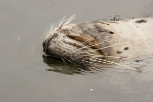 Scarborough Castle and Sealife Centre
