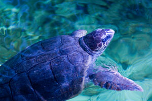 Scarborough Castle and Sealife Centre