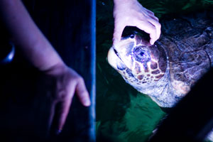 Scarborough Castle and Sealife Centre