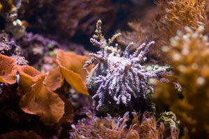Scarborough Castle and Sealife Centre