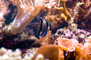 Scarborough Castle and Sealife Centre