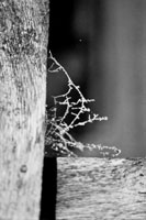 Futility