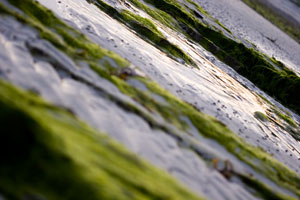 Orkney - Seascape