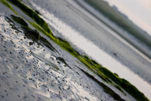 Orkney - Seascape