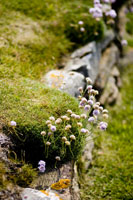 Orkney - Ruins