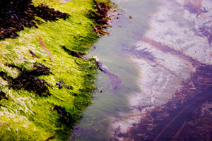 Orkney - Seascape