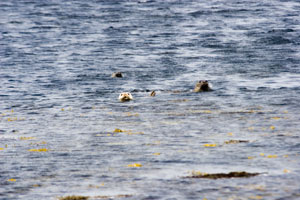 Orkney - Seascape