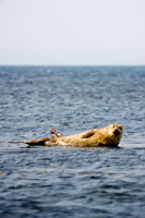 Orkney - Seascape