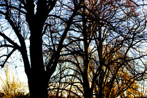 Trees