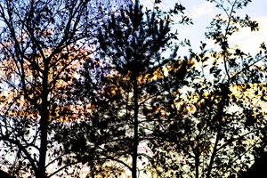 Trees