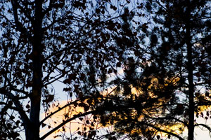 Trees
