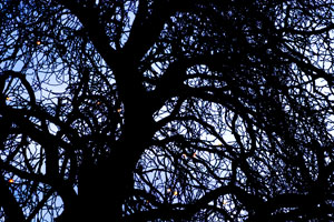 Trees