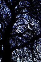 Trees