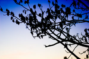 Trees