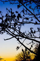 Trees