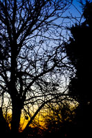 Trees
