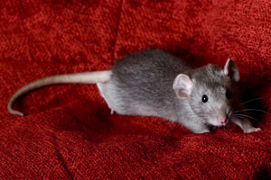 Rats