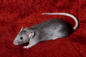 Rats