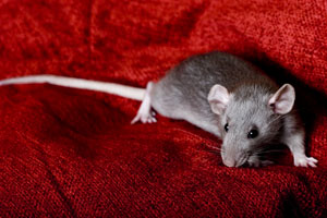 Rats