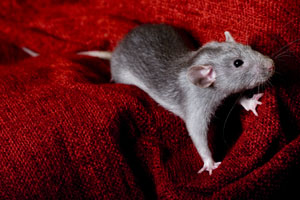 Rats
