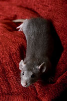 Rats