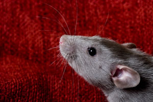 Rats