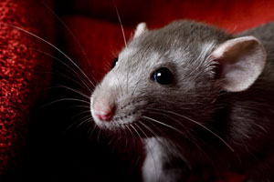 Rats