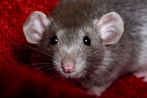 Rats