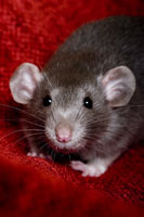 Rats