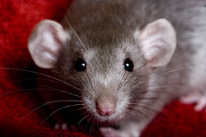 Rats
