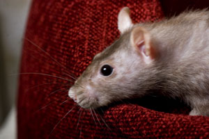Rats