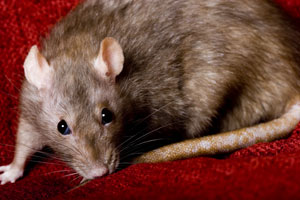 Rats