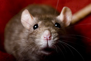 Rats