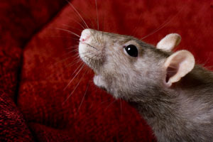 Rats