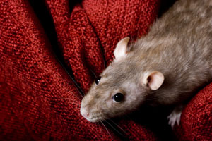 Rats
