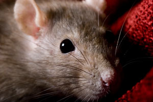 Rats