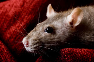 Rats