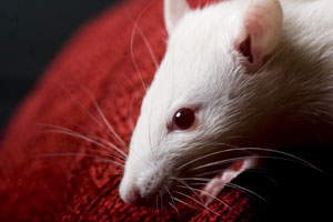 Rats