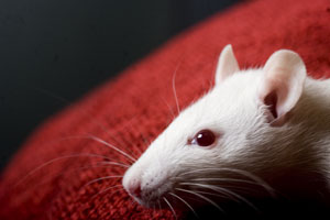 Rats