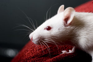 Rats