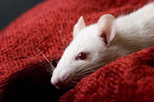 Rats