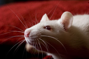 Rats